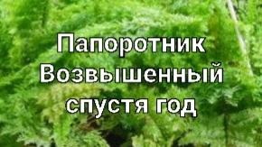 Папоротник Возвышенный спустя год