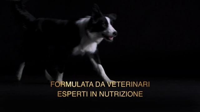 PURINA® PRO PLAN®: nutrizione quotidiana di alta qualità per il tuo cane