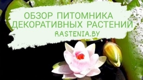 Обзор питомника декоративных растений rastenia.by. Гомельский район, п.Цегельня