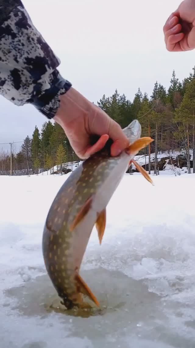 КРУПНАЯ ЩУКА НА МОРМЫШКУ!!! На 0.1 леске