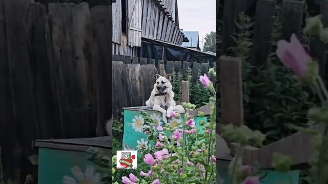 ПОКАЖИ МНЕ ЛЮБОВЬ 👼🌈💝🐈🐕