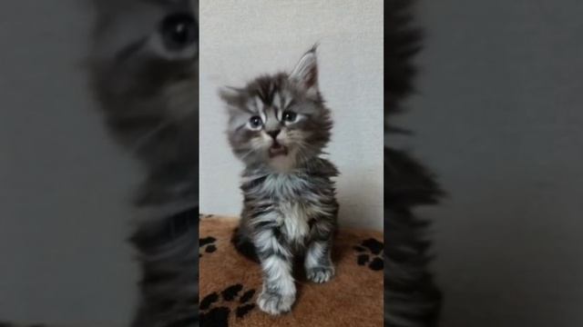 Поющий котенок