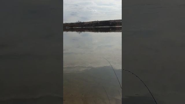 Весенний фидер ранней весной.Открыли Северский донец #рыбалка #фидер