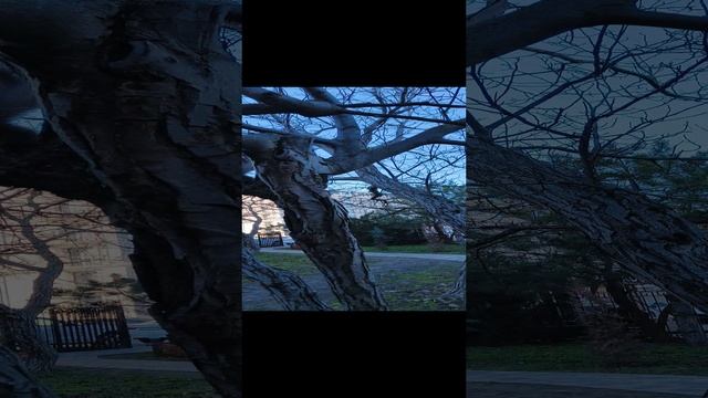 Белка 🐿️ в парке, ореховая роща, январь 2025. 🍄