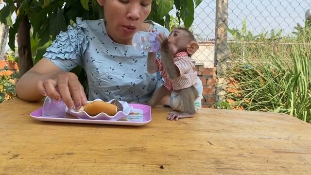 Looking to really smart baby monkey Avatar choose the big cake to eat he is so lovely