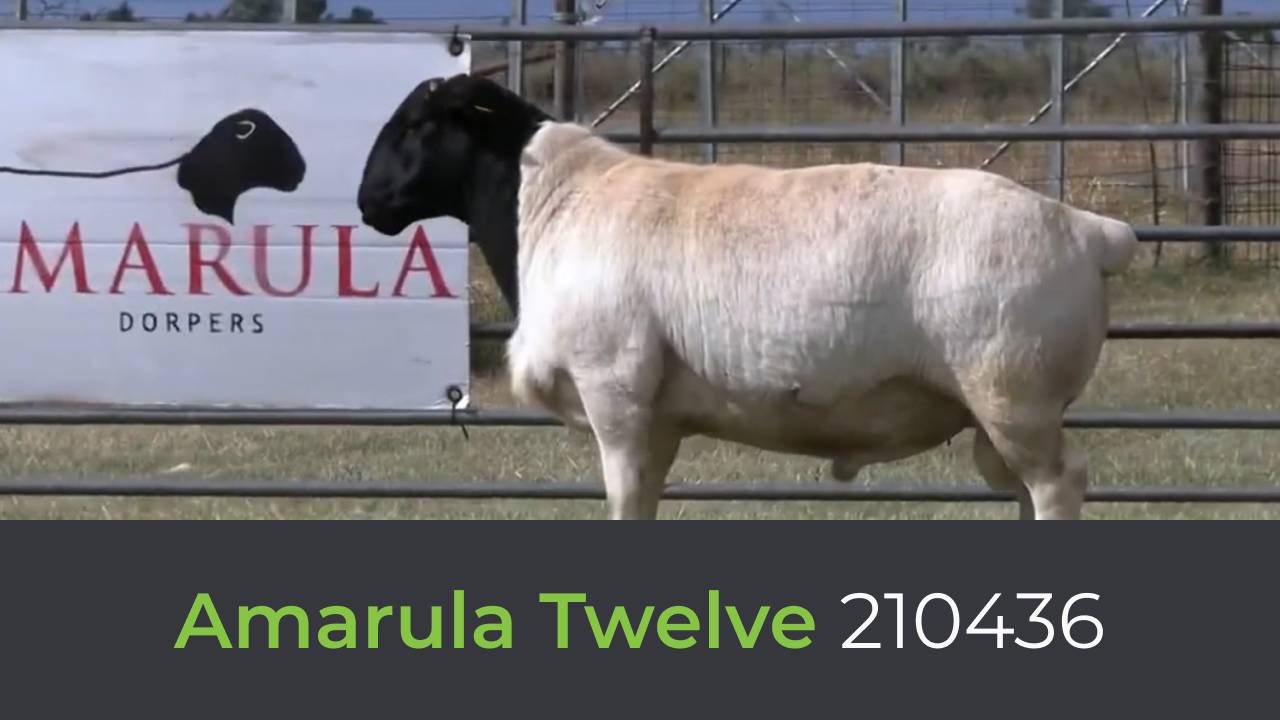 Дорпер Amarula Twelve 210436