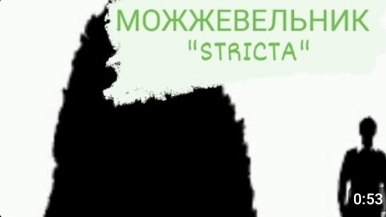 Можжевельник Стрикта "Strikta"