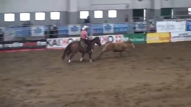 Smart Speedy Cow Horse Travagliato 2014 video 2