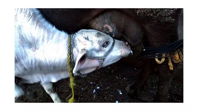 Nukra baby|#farm #dasi #jutt #cow #cowboys #farming🧺#cows #nationalcows #animalslover #animals