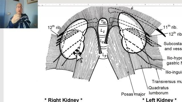 Anatomy of urinary module in Arabic 2023, 1 (Kidneys, part 1) ,  by Dr, Wahdan