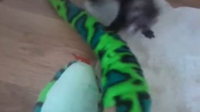 Ferret vs Snake