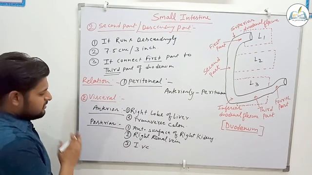 Small Intestine in Hindi || Digestive system || Important for Nursing, medical students