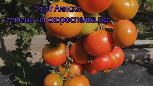 "Аляска" сорт томата (семена) скороспелый, всепогодный, суперурожайный. Грандиозно усыпан томатами.