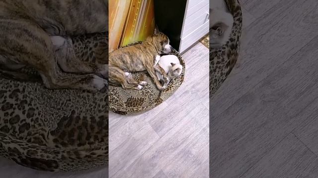 VID_79041012_010435_589.mp4