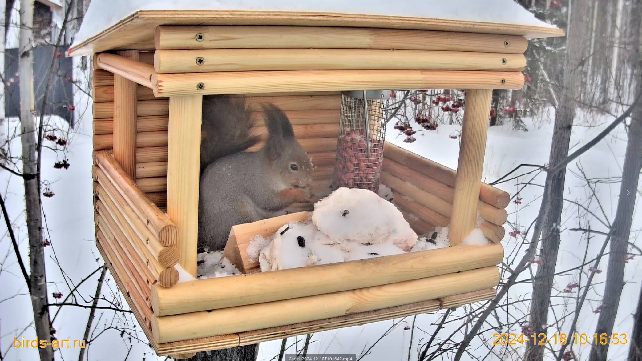 Онлайн кормушка для птиц и белок Live Bird Feeder