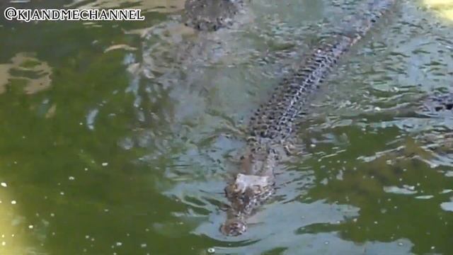 Crocodile's habitat /@kjandmechannel