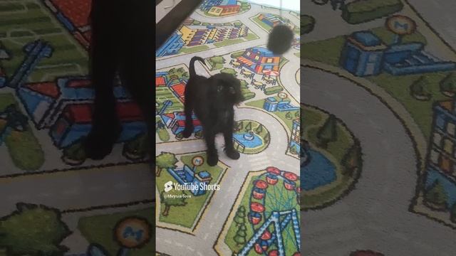 любимая игрушка