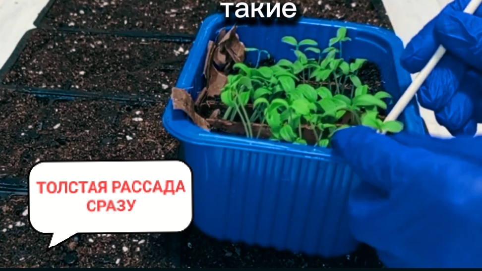 Секреты толстой Рассады. Нарастите корни сразу