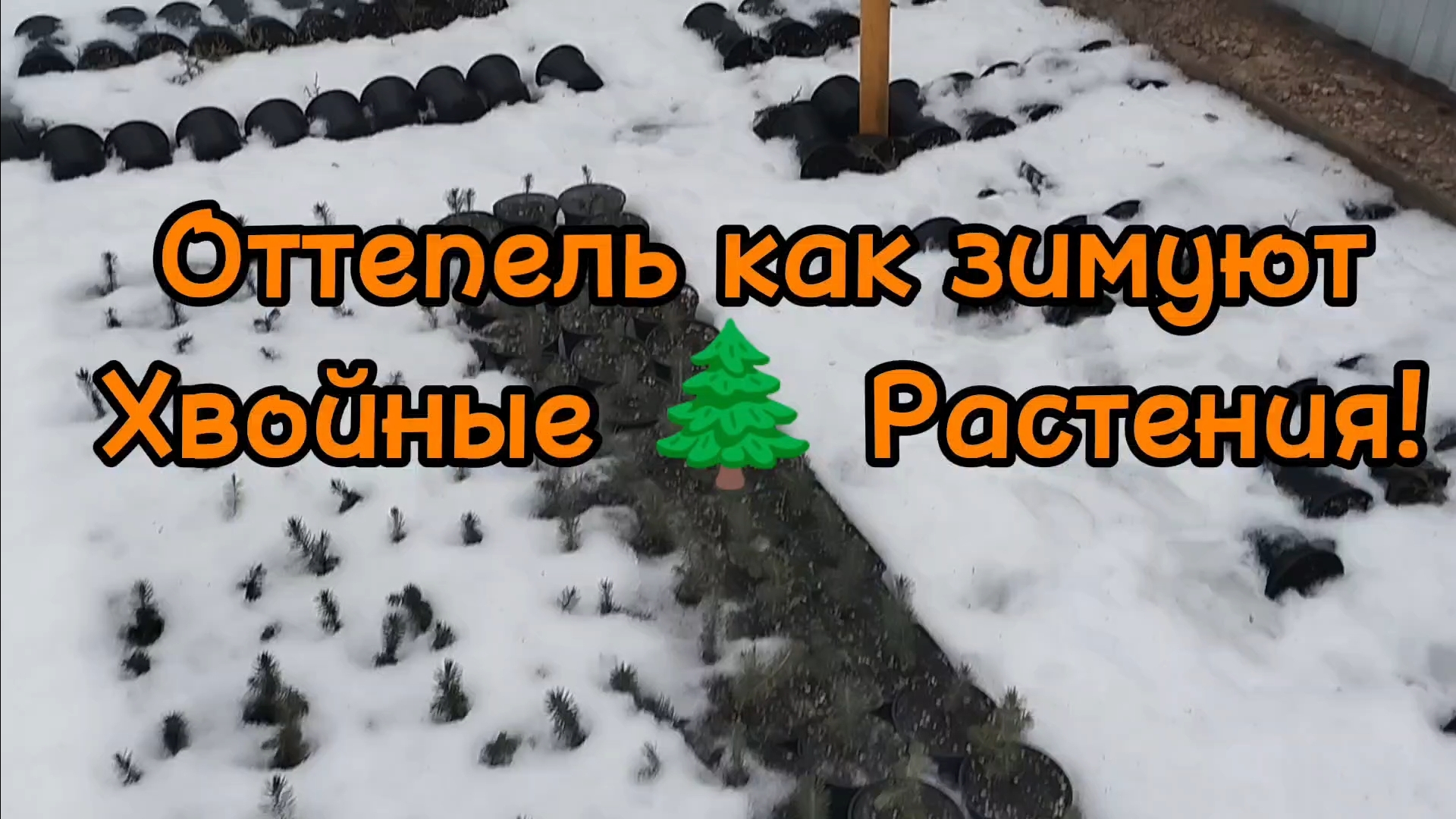 🌲Оттепель как зимуют Хвойные растения 🌲