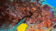 ДАЙВИНГ С АКУЛАМИ ОРЛЯКАМИ МУРЕНАМИ МААФУШИ ДАЙВ
DIVING WITH SHARKS EAGLES MORAY EELS MORAYS