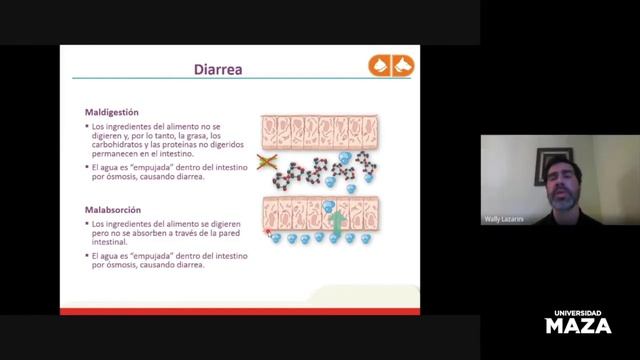 Manejo nutricional en patologías frecuentes de perros y gatos