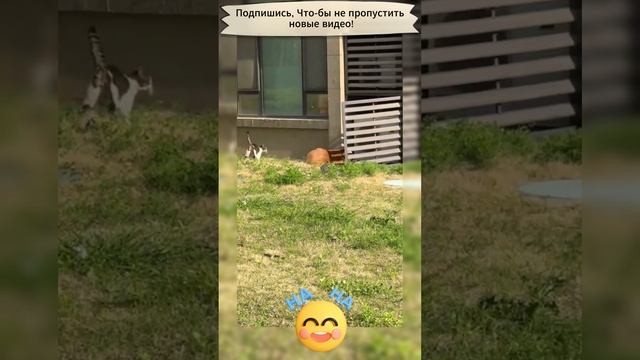 Коты против собак