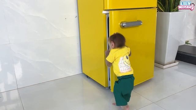 Smart monkey Lily volunteers to help her aunt with housework