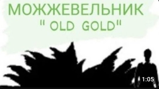 Можжевельник Олд Голд "Old Gold"