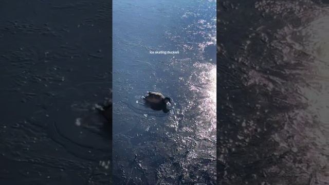 Срочно!
Уточка каталось на льду и провалилась