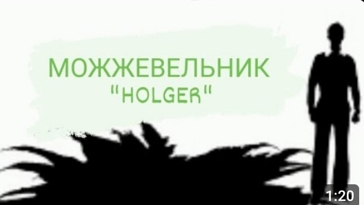 Можжевельник Холгер "Holger"