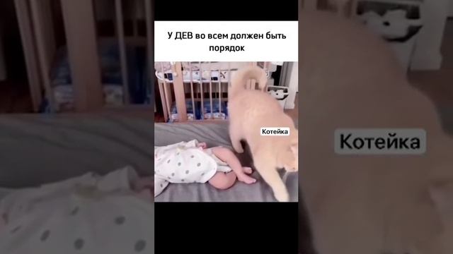 Коты по знакам