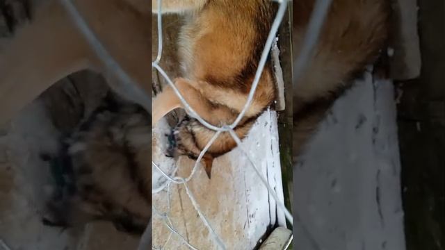 наш кузьмич