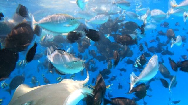 ТУР НА ФИШ ТЕНК МАЛЬДИВЫ 
Fish tank Maldives