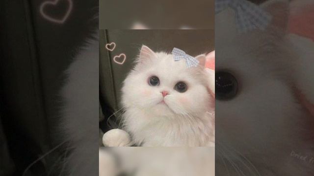 Можно поставить на Аватар или заставку :)