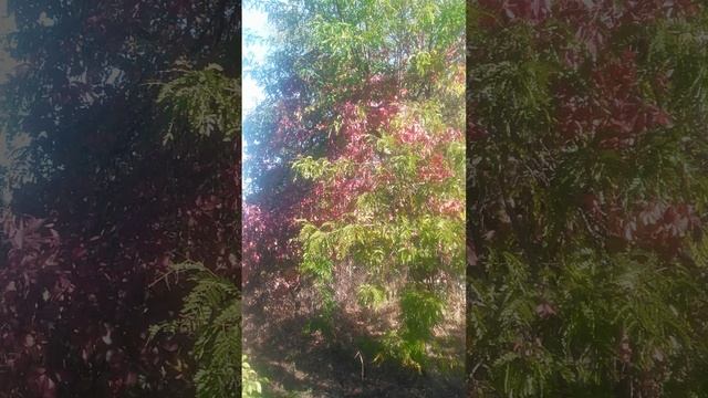 сойка природа