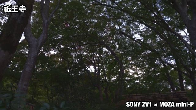 今日のリハビリ土産『祇王寺』SONY ZV1 × MOZA mini-P