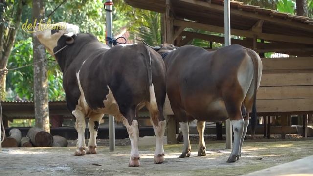 MINTA DOA RESTU MAH EYANG. ALHAMDULILLAH DEAL UNTUK QURBAN TAHUN INI..!!