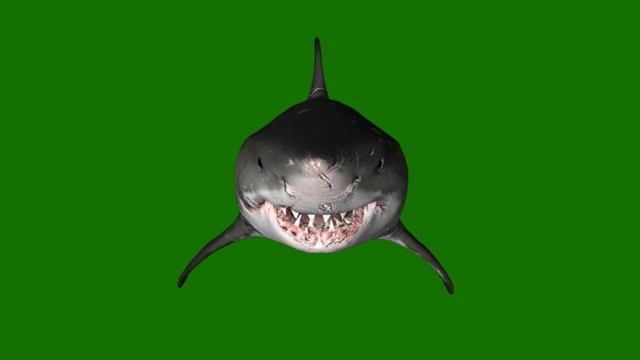 3D animated Shark Jaws III Green Screen