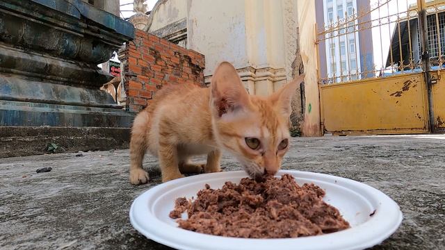 Very hungry kitten Ask me for food he is so smart