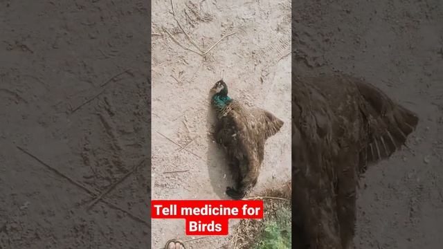 Peacock in Trouble tell Medicine?