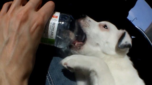 Sloppy Puppy drinking from Water Bottle