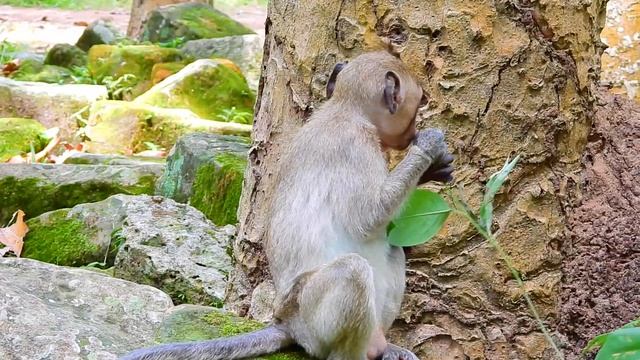 WOW Baby Janet is so kind to monkey Scarlet,She is doing massage for old monkey