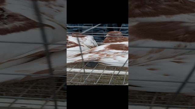Ярмарка голубей