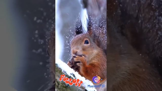 Белка песенки поет, да орешки все грызет 😍🐿️