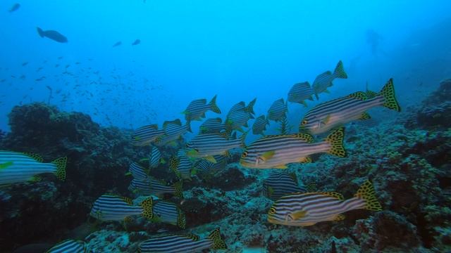 Мальдивские острова Юг Дайвинг 4k
Maldives Deep South Diving 4k