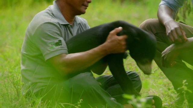 The Intelligence of Raccoons And Sun Bears