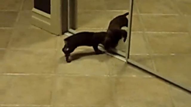 Mini Dachshund Puppy Vs. Mirror