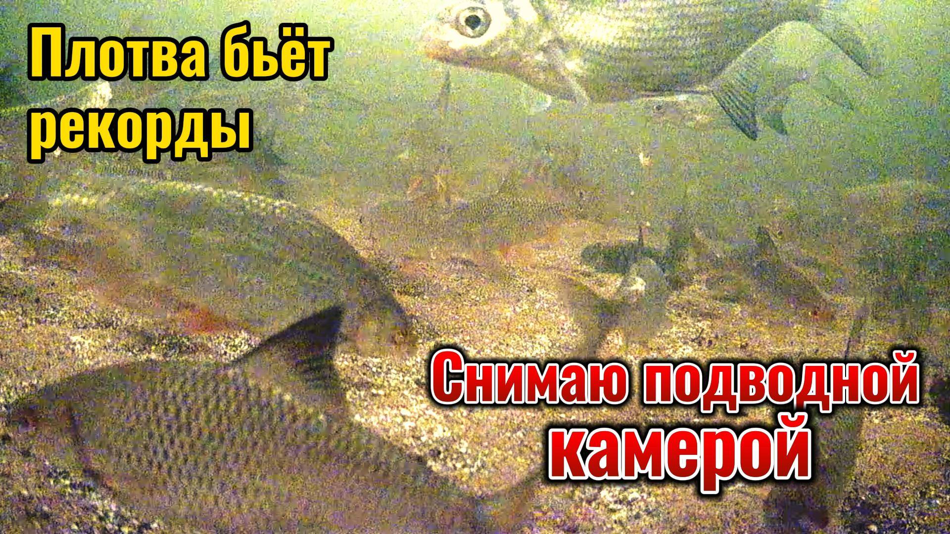 Ловится крупная плотва, а с живцами - проблема. Съёмка подводной камерой.