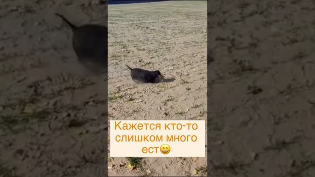 Наследник охотников