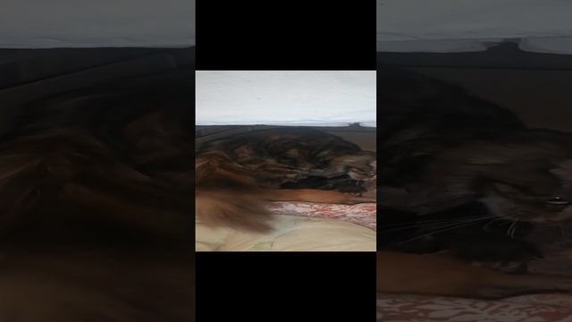 Котятки подросли.